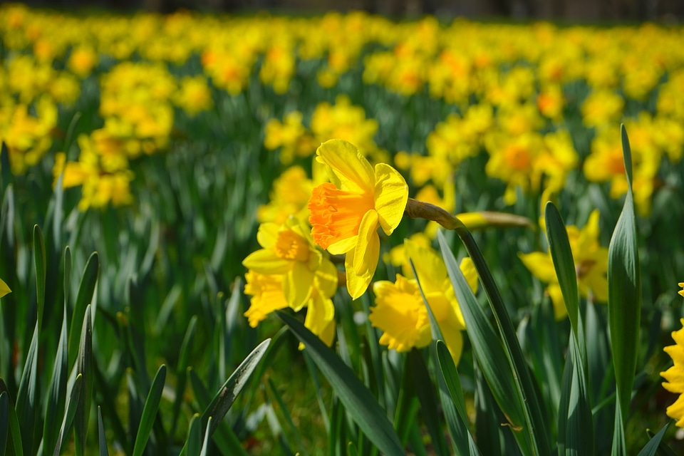 Blossom bloom yellow photo