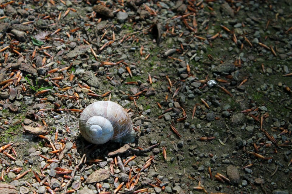 Casing nature mollusk