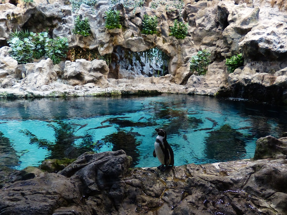 Enclosure water penguin pool