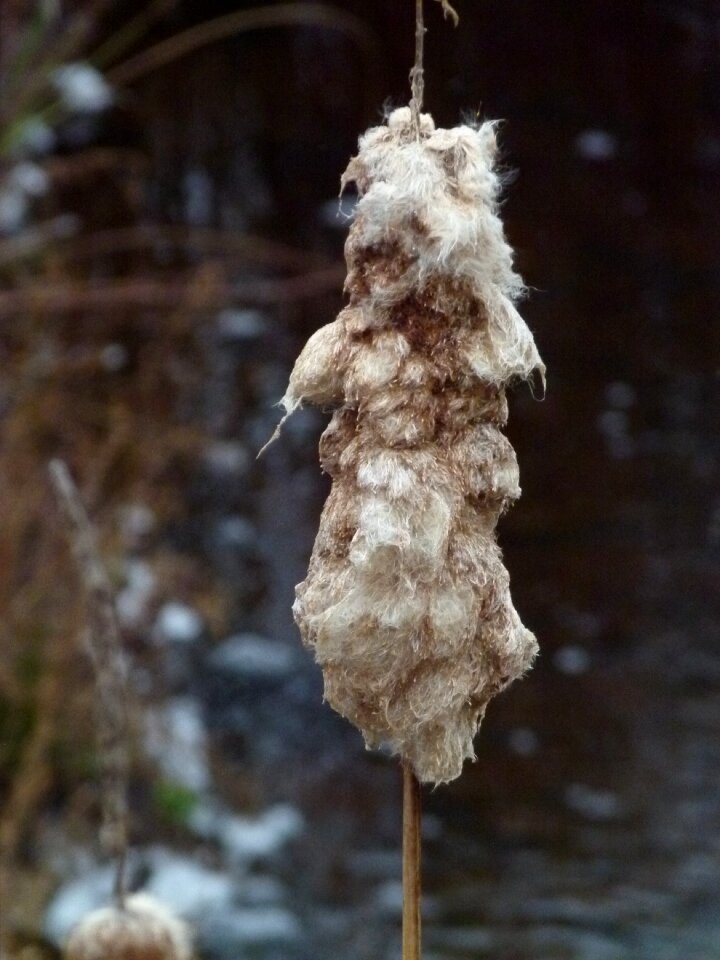 Plant marsh bulrush