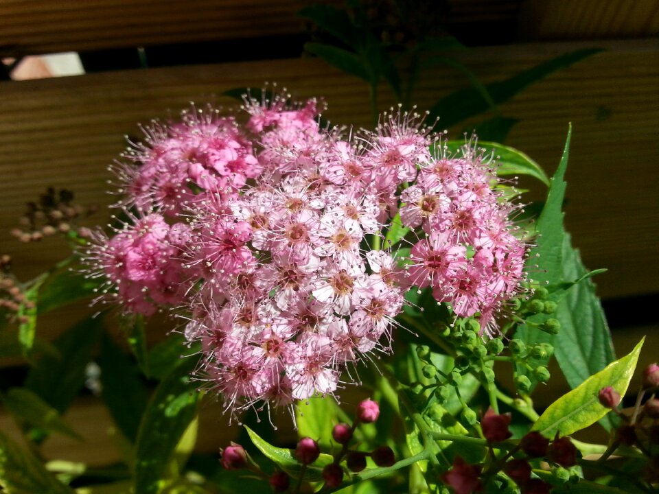 Summer flowers pink flower garden