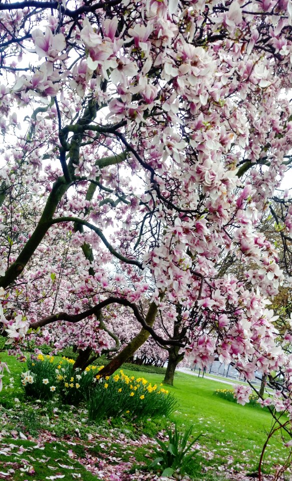 Tree garden beautiful