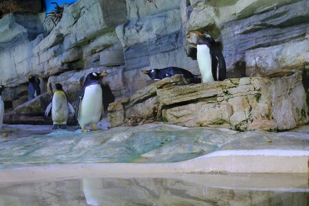 Bird water bird penguin colony