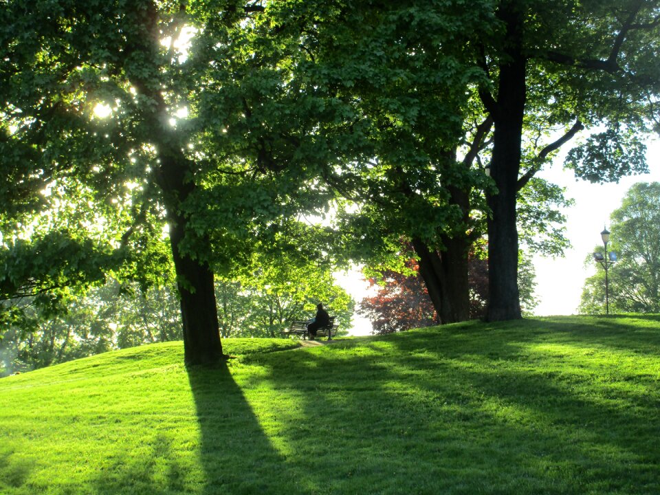 Silence green resting in the park