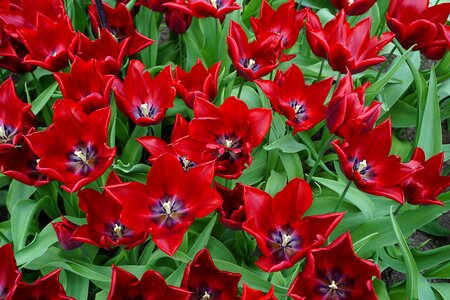 Spring flowers nature plant