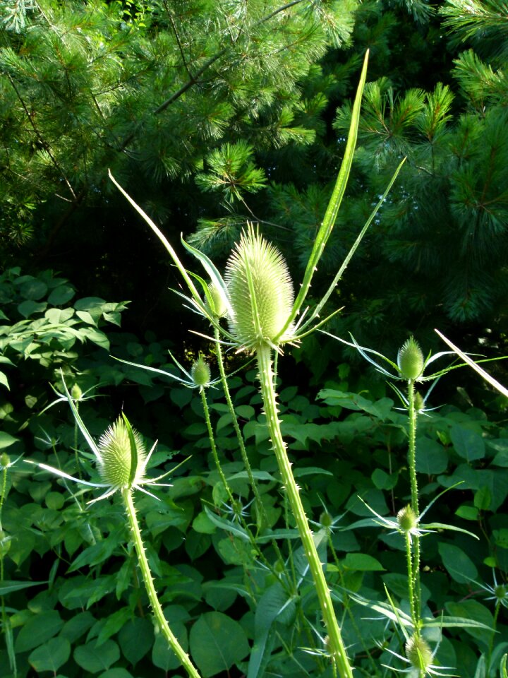 Plant thistle prickly