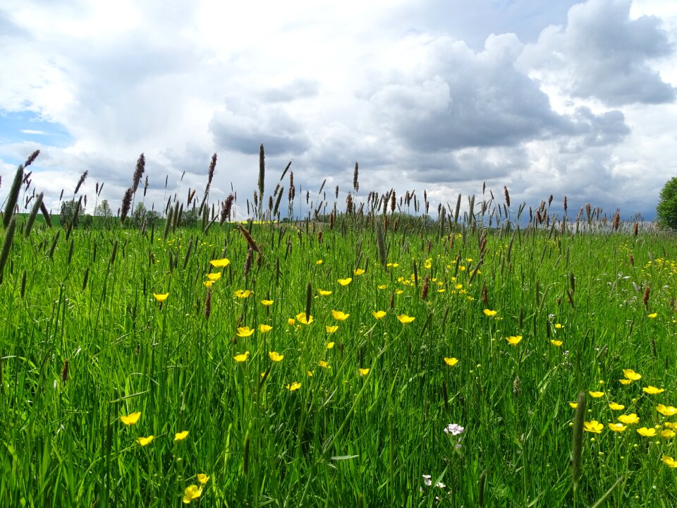 Nature sky summer sky