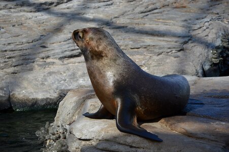 Ocean aquatic mammals marine photo