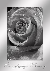 Trauerkarte memory rose