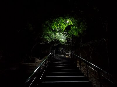 Dark trees amravati