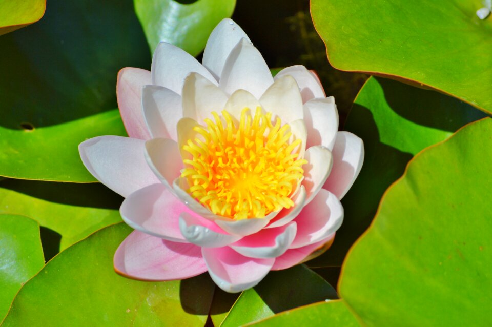 Water rose nuphar lutea pond plant