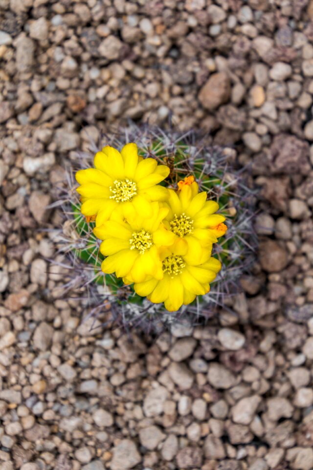 Spur yellow yellow flower photo