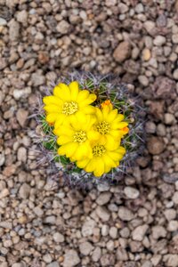 Spur yellow yellow flower