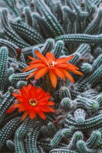 Cactus flower plant close up photo