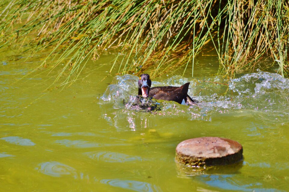 Duck bird pond bird