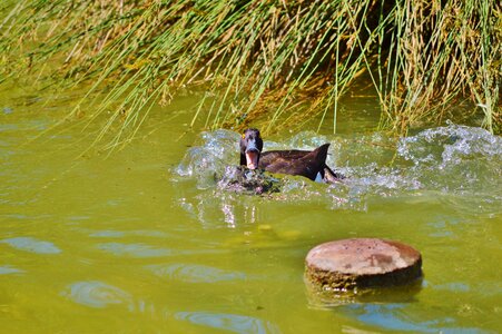 Duck bird pond bird photo