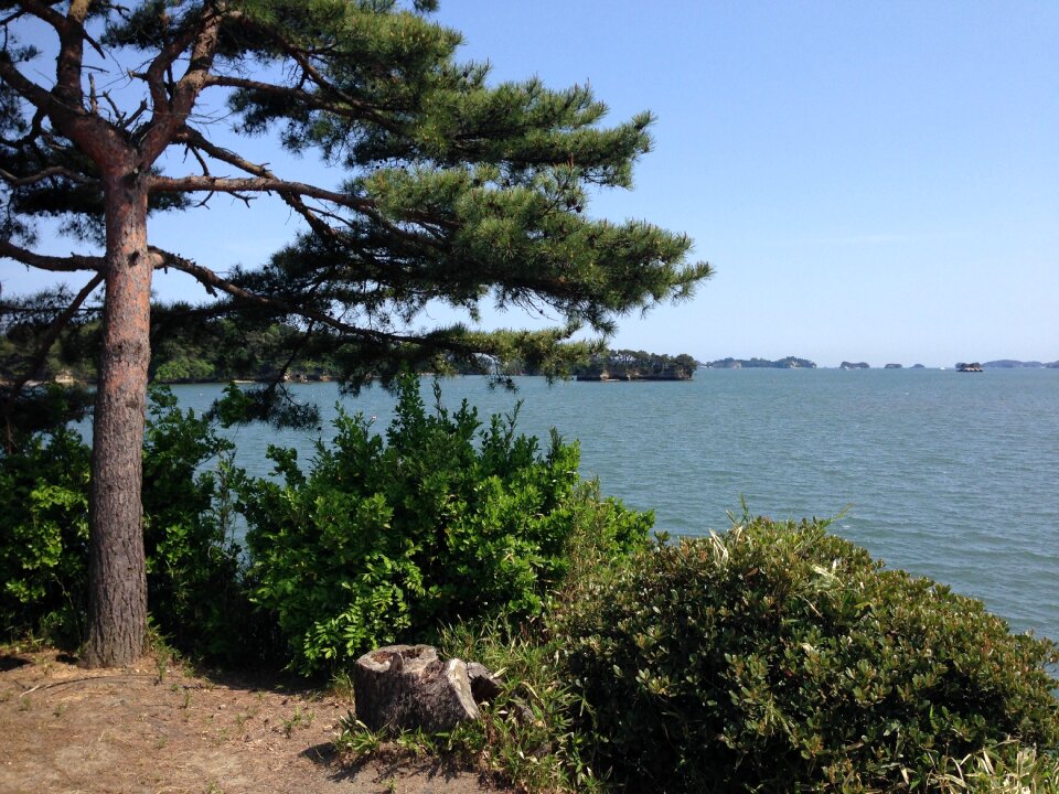 Matsushima bay pine sea