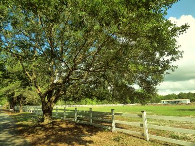 Oak farm