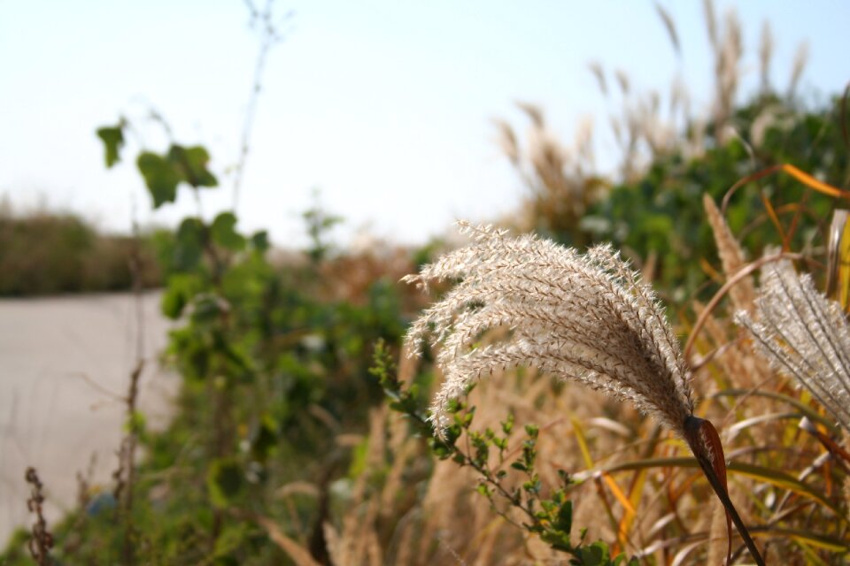 Reed autumn country