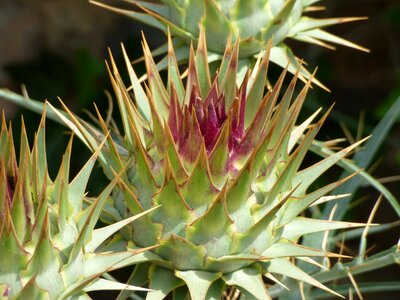 Stinging danger flower