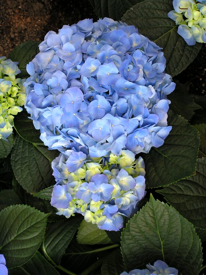 Hydrangea blossom floral