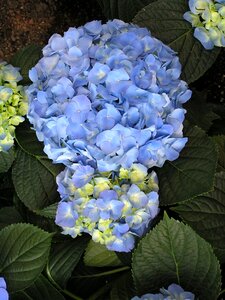 Hydrangea blossom floral