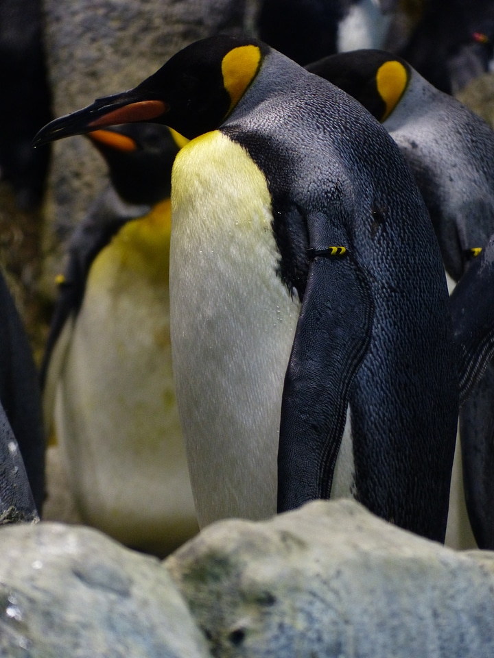 Spheniscidae large penguins aptenodytes
