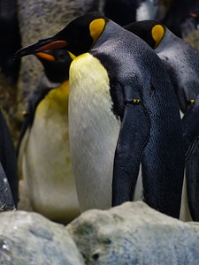 Spheniscidae large penguins aptenodytes
