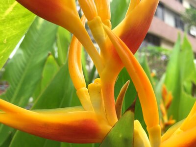 Orange plant tropical