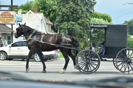 Ohio buggy