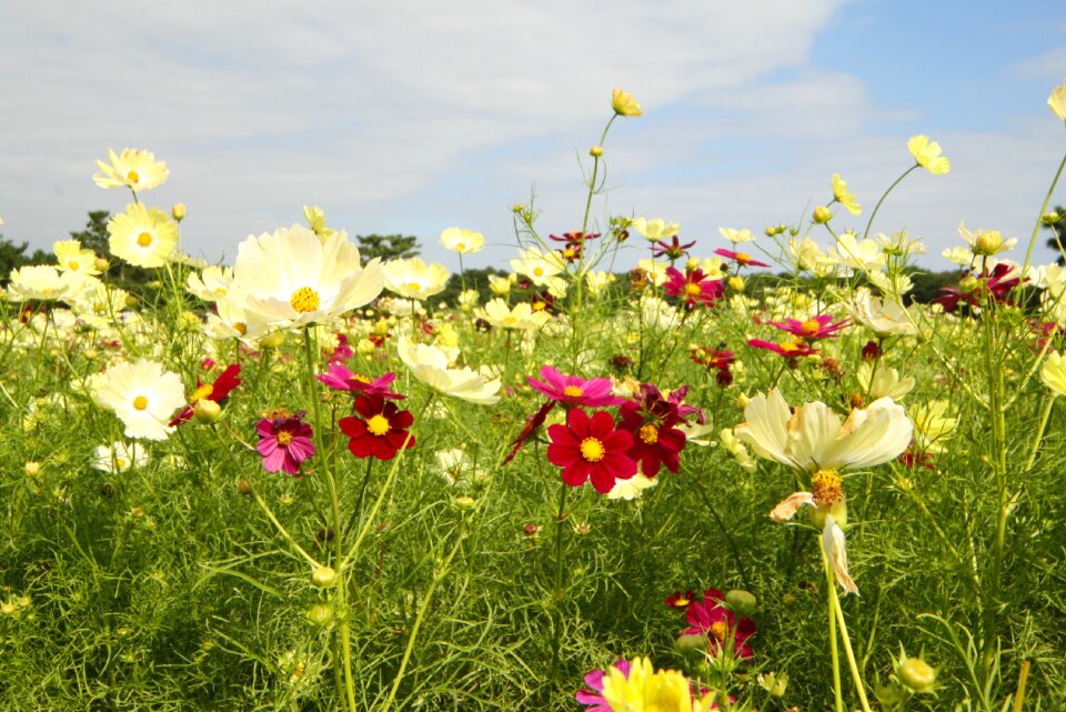 Flowers landscape cosmos