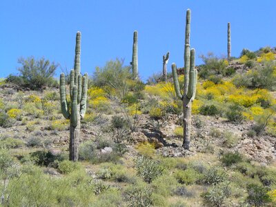 Saguaro barren photo