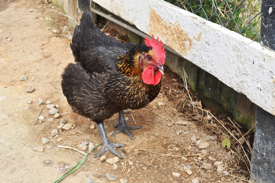 Cock black chicken animal