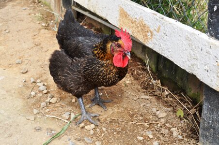 Cock black chicken animal photo