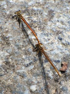 Damselfly rock winged insect photo