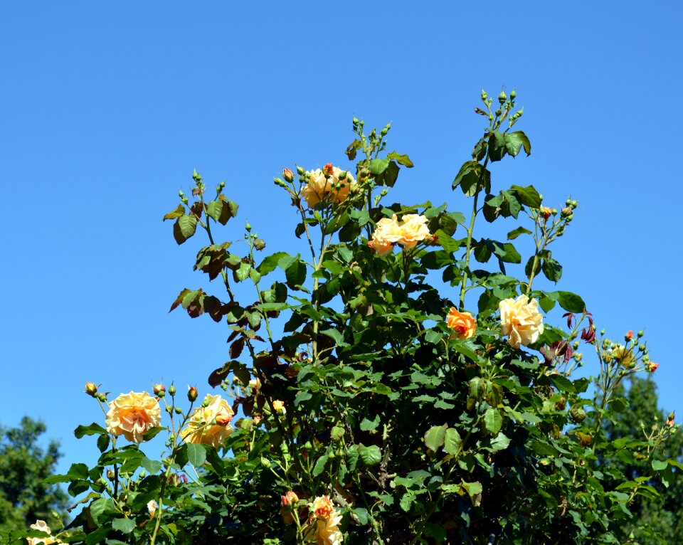 Bloom garden flower