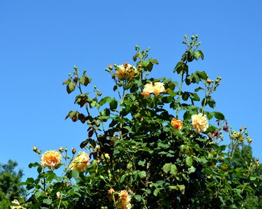 Bloom garden flower
