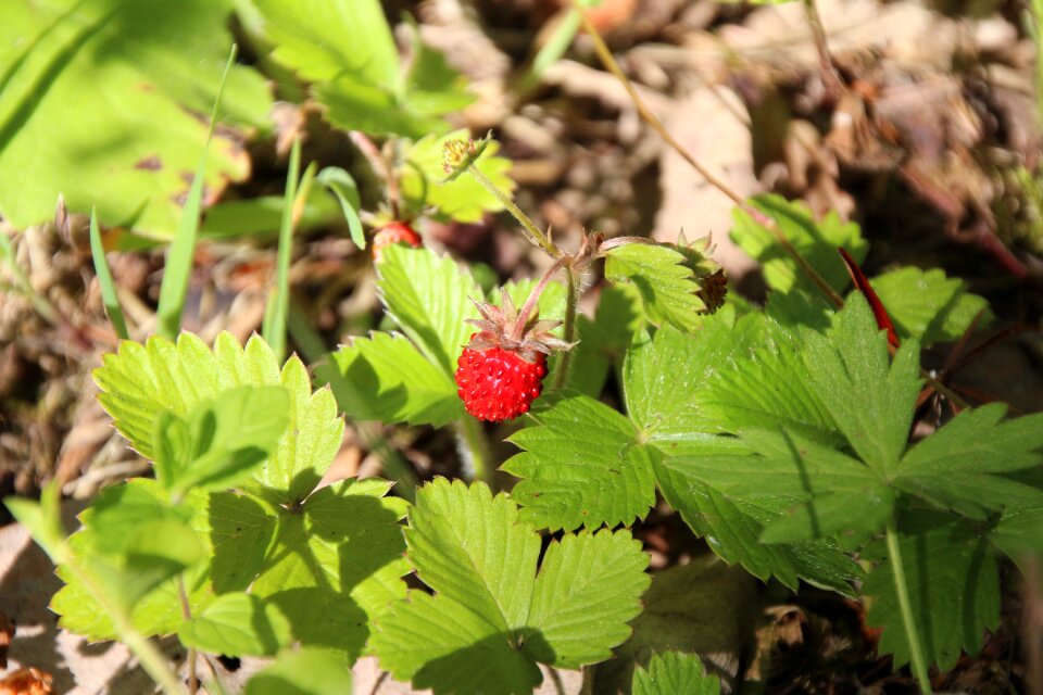 Red wild strawberry fruits