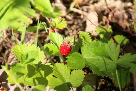 Red wild strawberry fruits
