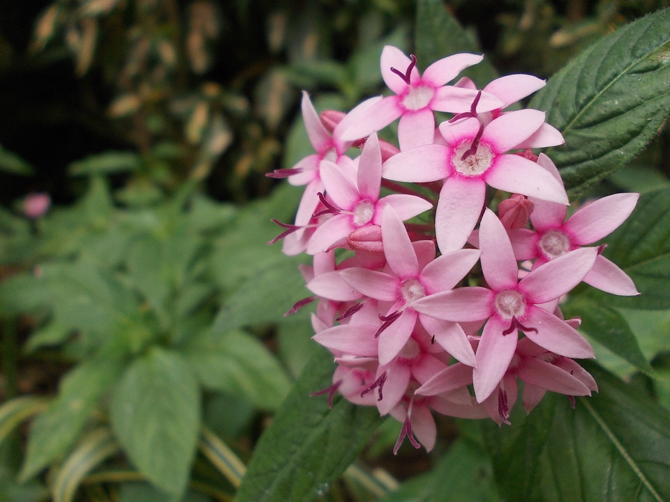 Sri lanka peradniya plants