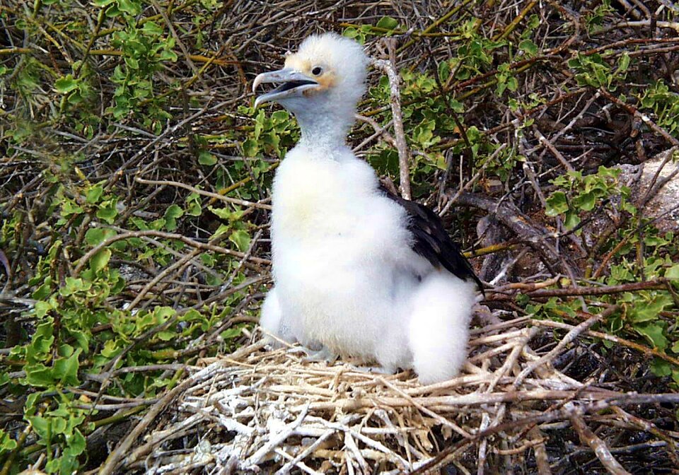 Galapagos frigatebird nest photo