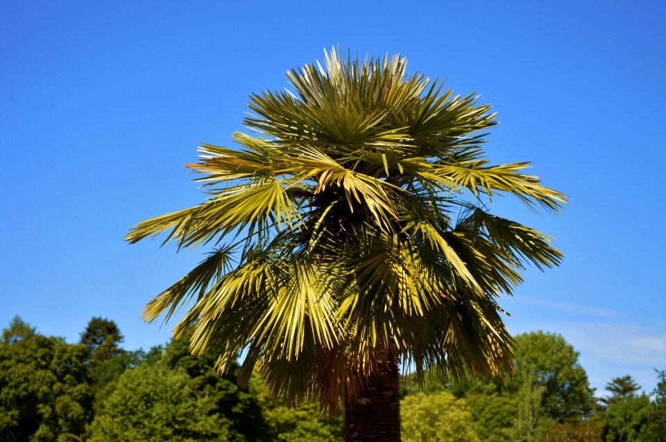 Palm tree sky summer