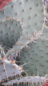 Public record macro botanical photo