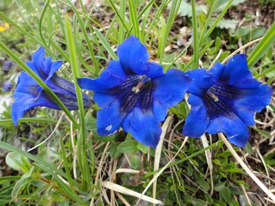 Mountain flowers close up gentian plant
