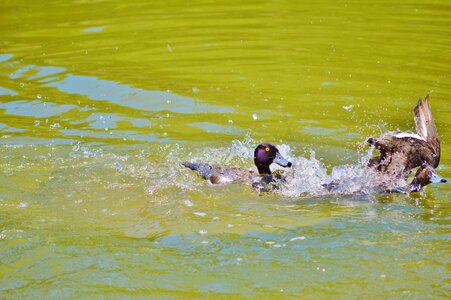 Duck bird pond bird photo