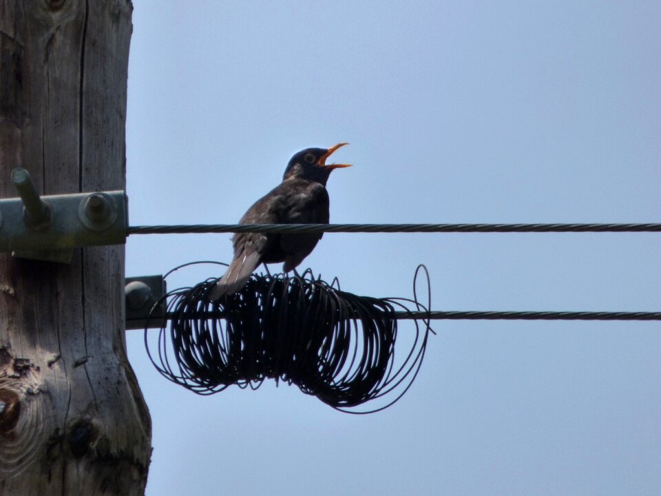 Wiring telephone line singing
