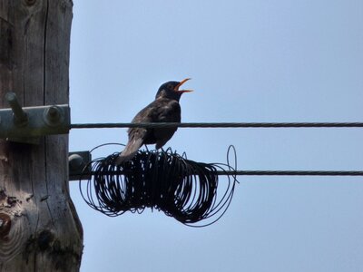 Wiring telephone line singing