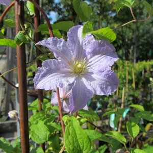 Nature bloom hibiscus