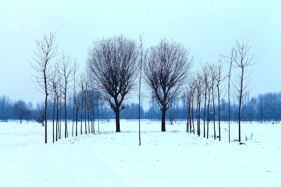 Forest winter