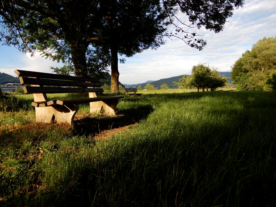 Trees pasture grass